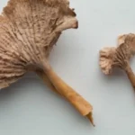 Pygeum Africanum Extract